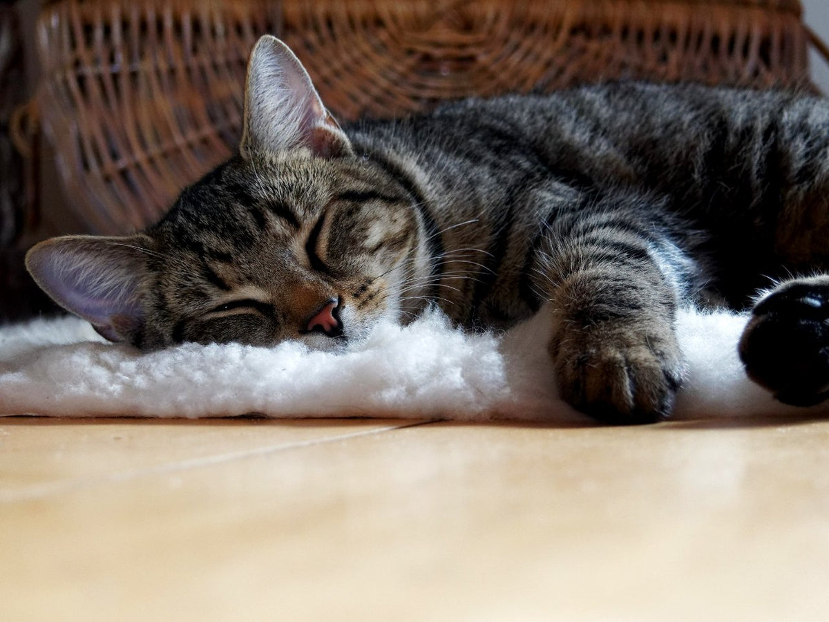 how to introduce a new cat to your home