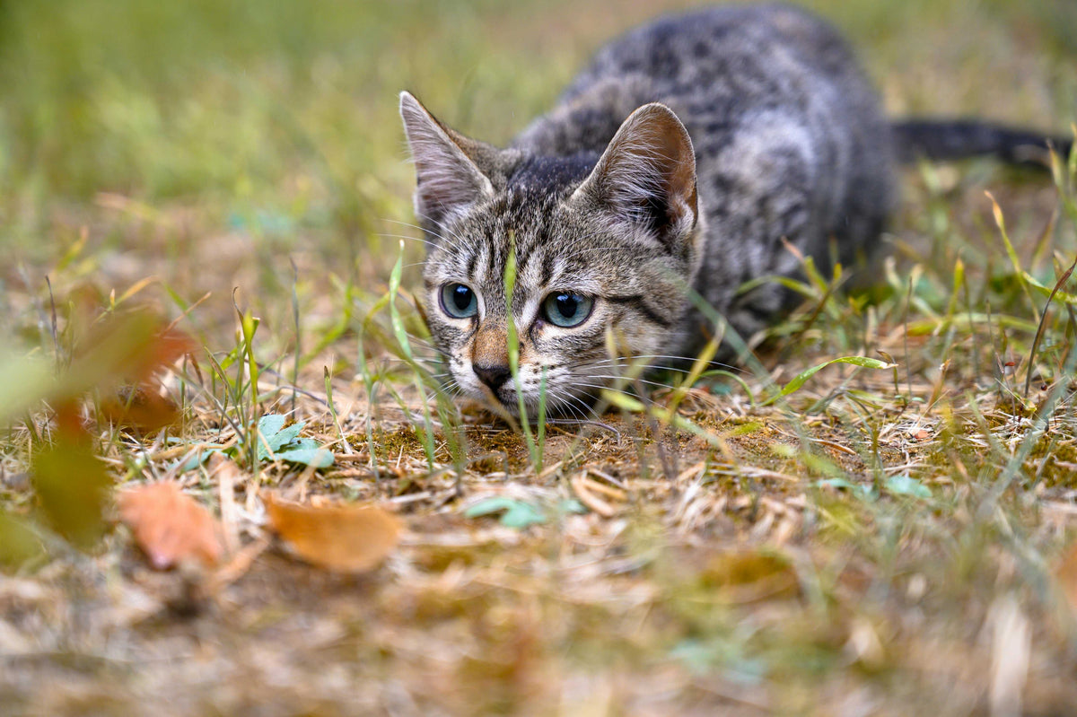 history of cats