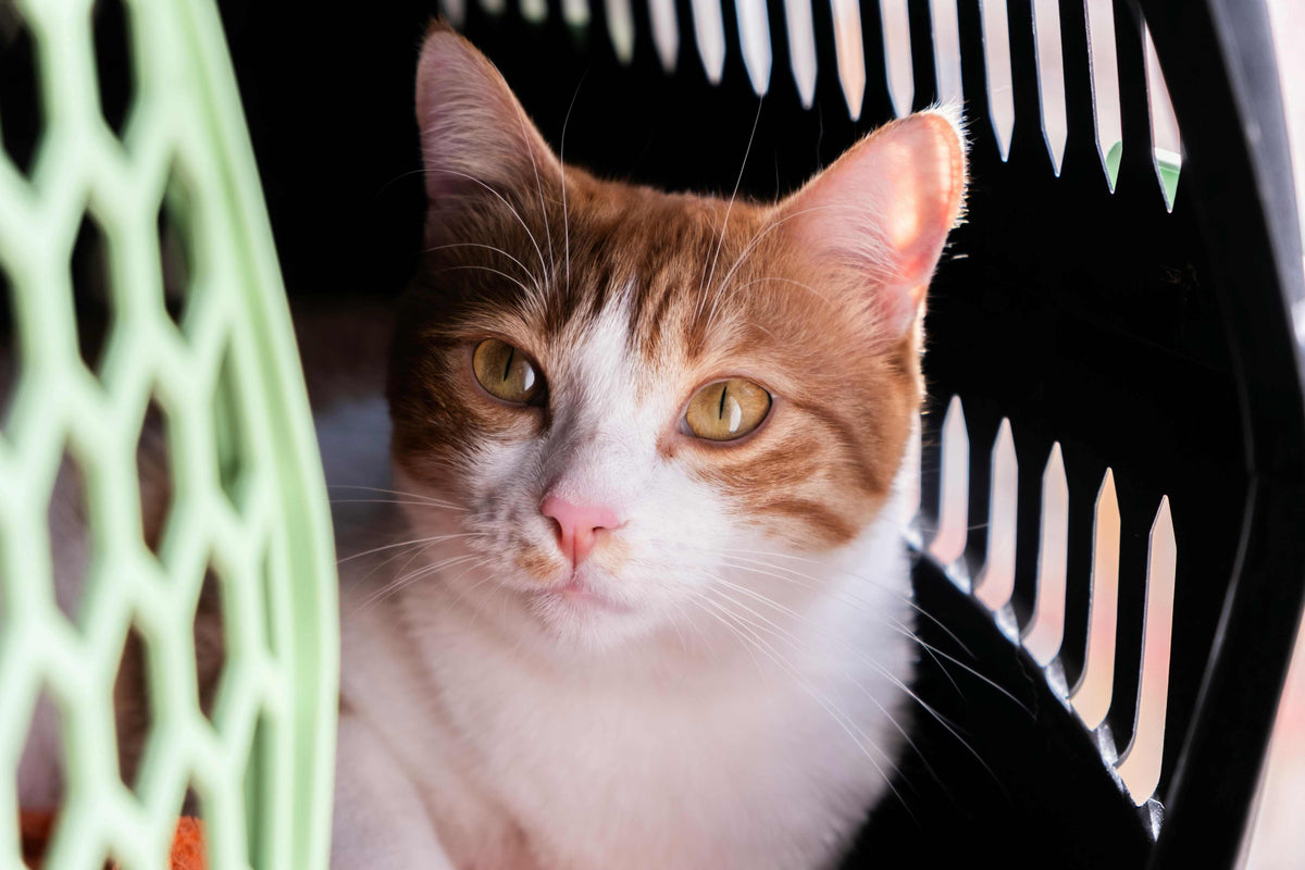 cat travel tips for stress free vet visits