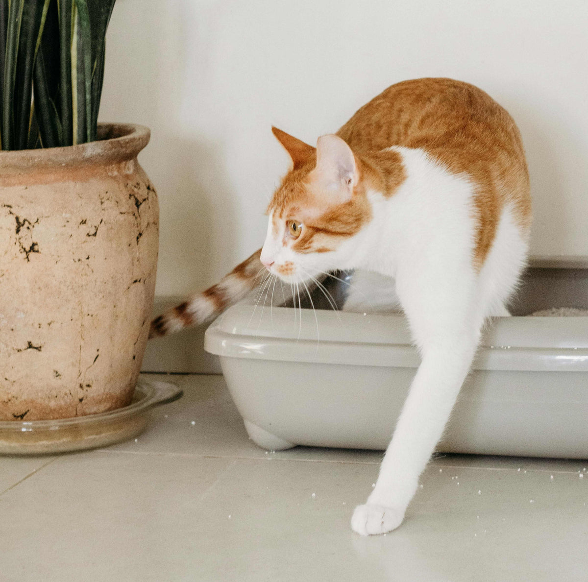 best litter for cats