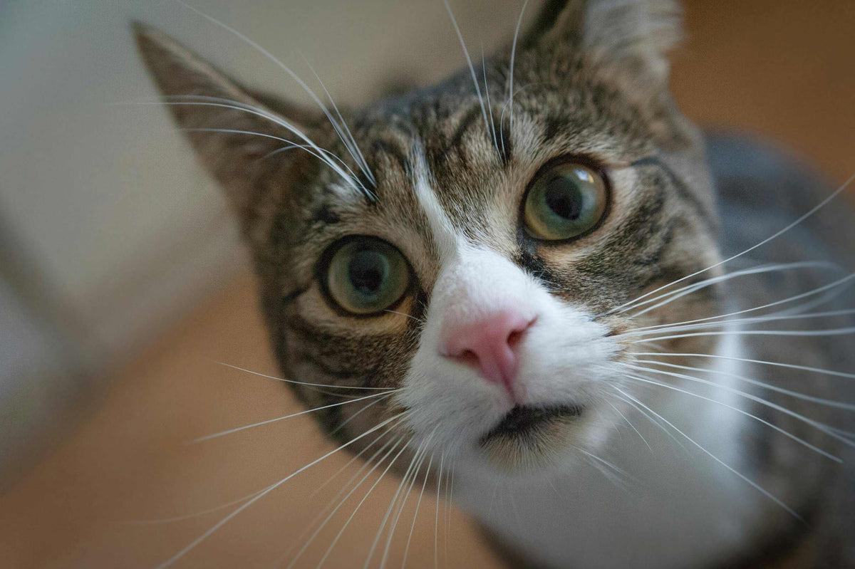 why are cats afraid of cucumbers