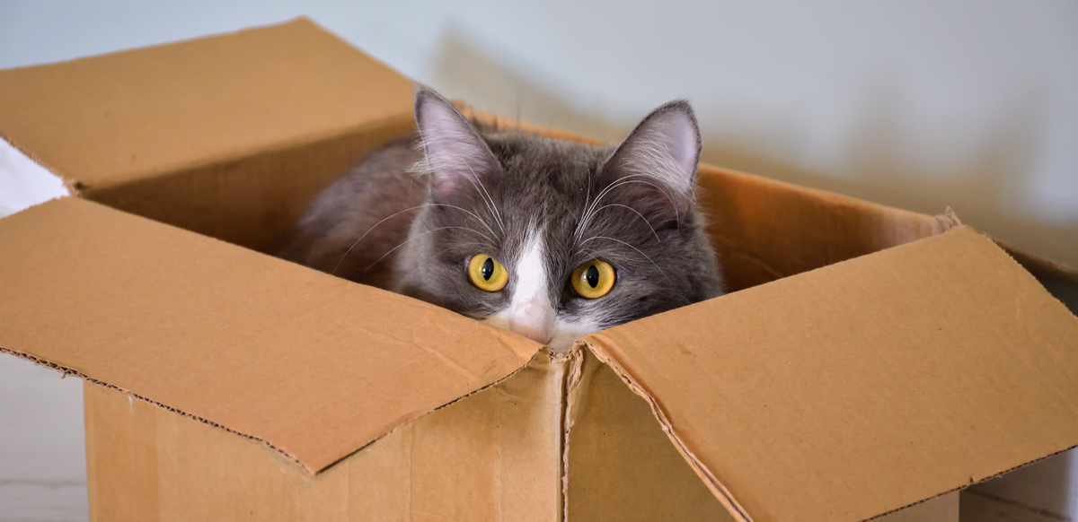 Why Cats Love Boxes