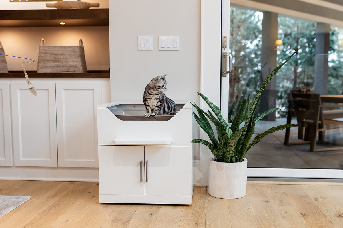 LoftyLoo Raised Litter Box vs Litter Robots