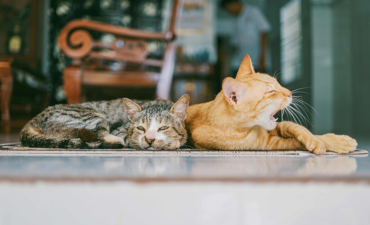 how to care for multiple cats
