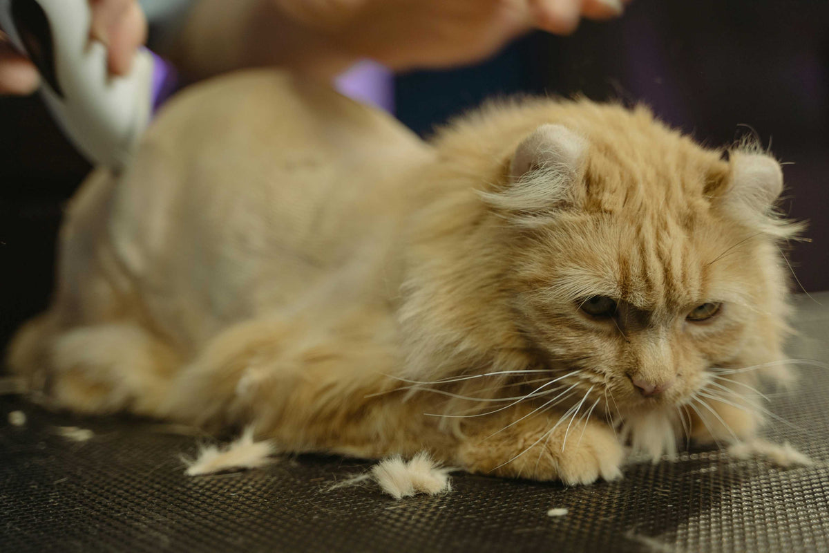 how to control cat hair in your home