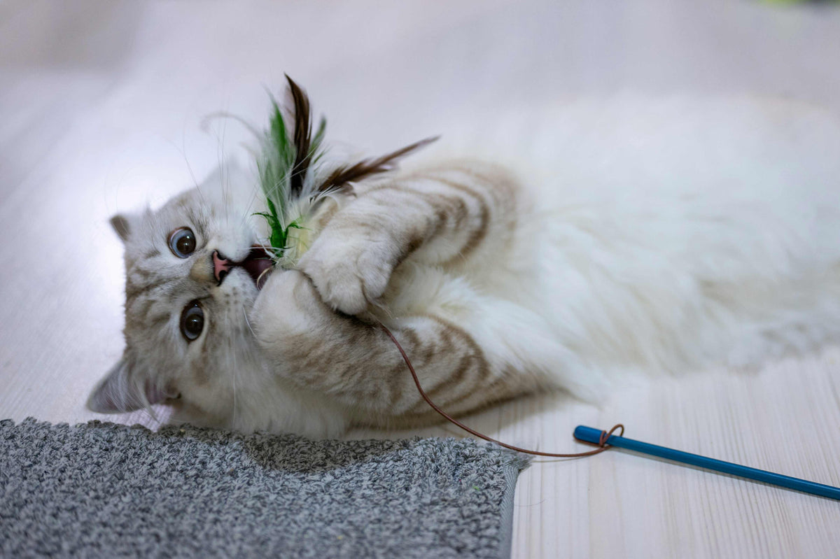 knee high litter box