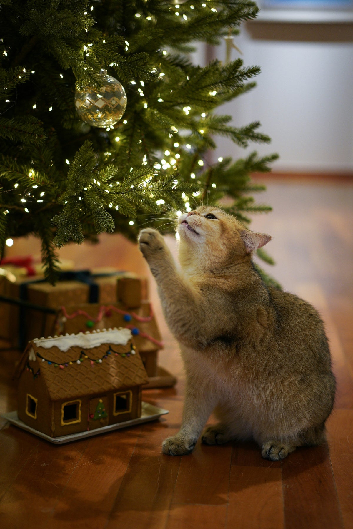 Christmas Trees vs. Cats