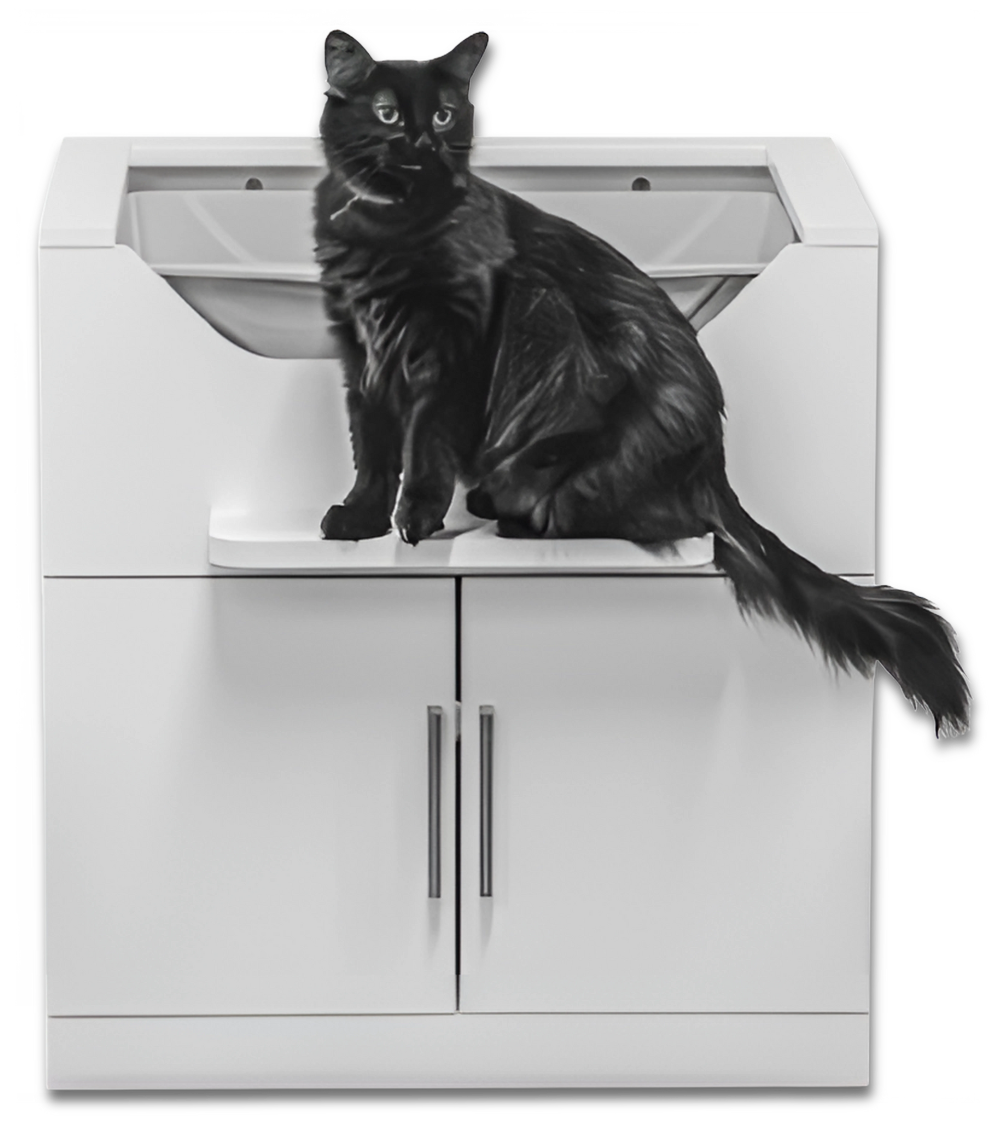 Cat sitting