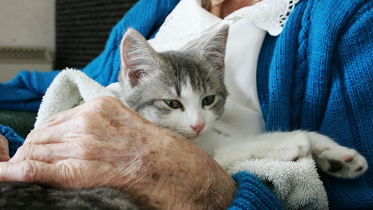 Cat litter box for senior citizen