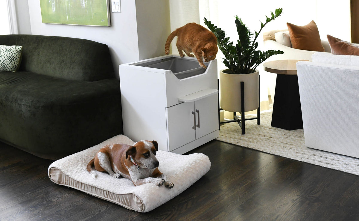 cat litter box dogs cant get into