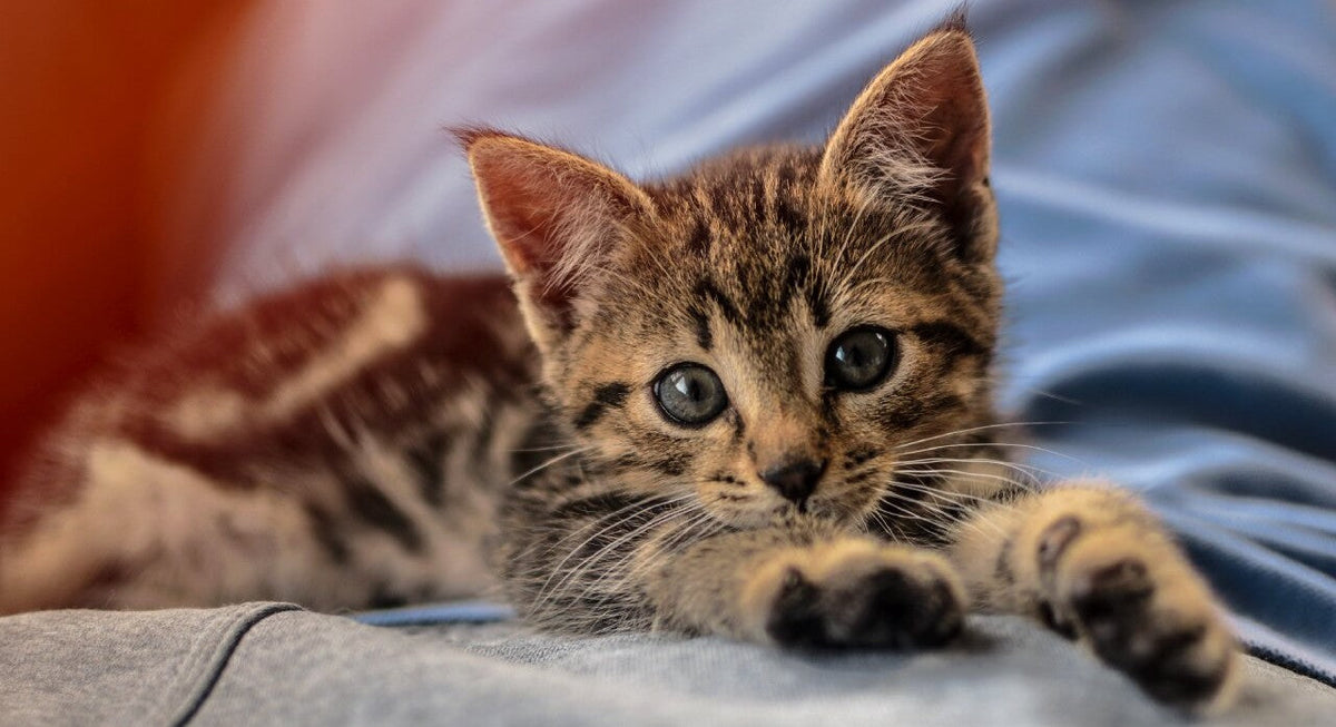 Easy Access Litter Boxes for Elderly Cat Owners