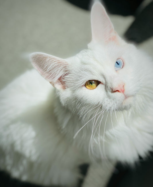 best kitty litter box