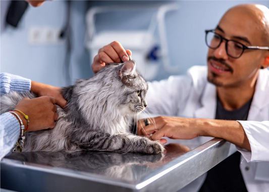 Why Cats Prefer Elevated Litter Boxes
