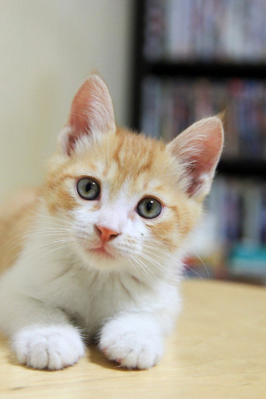 how to transition your cat to a new litter box