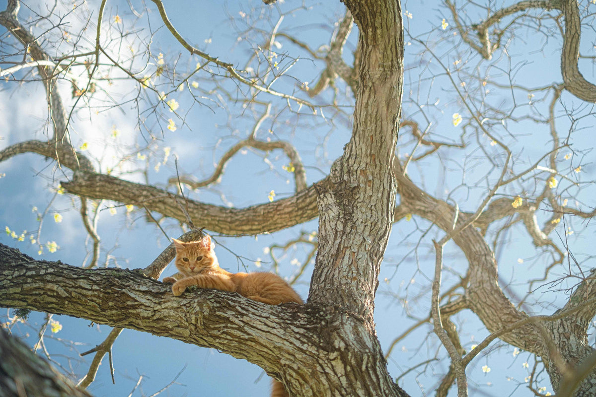 the psychology of cats and elevation