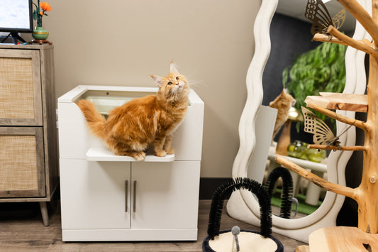 A cat litter box cabinet designed to blend with home decor