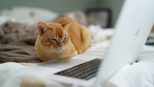 Best Affordable Litter box