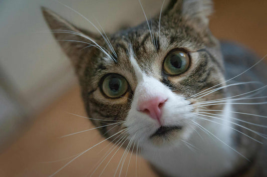 why are cats afraid of cucumbers