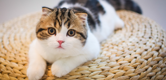 cat care products