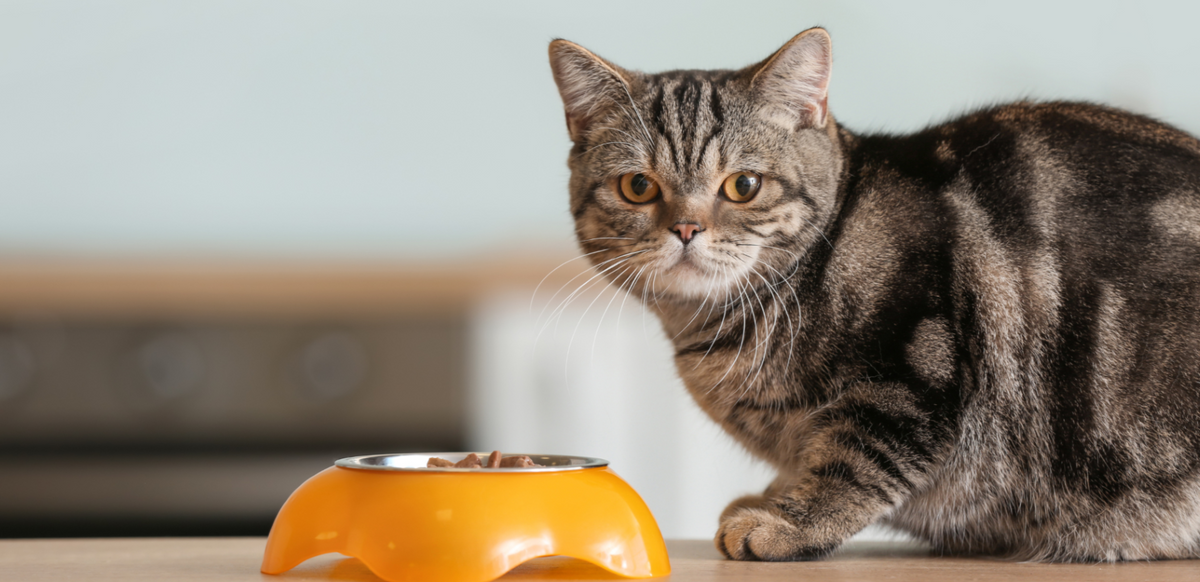 cat sitting litter box tips