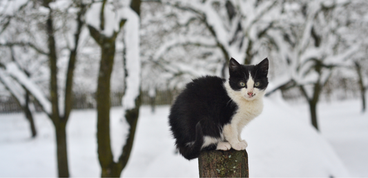 do cats like snow