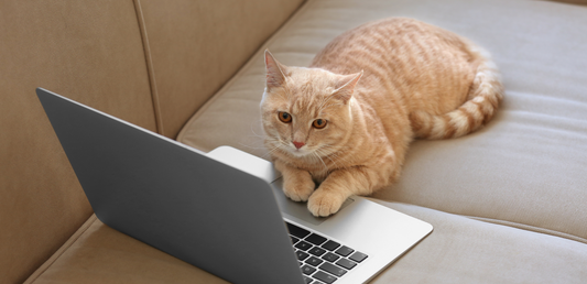 Understanding Your Cat’s Behavior