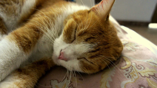 Cat Friendly Home