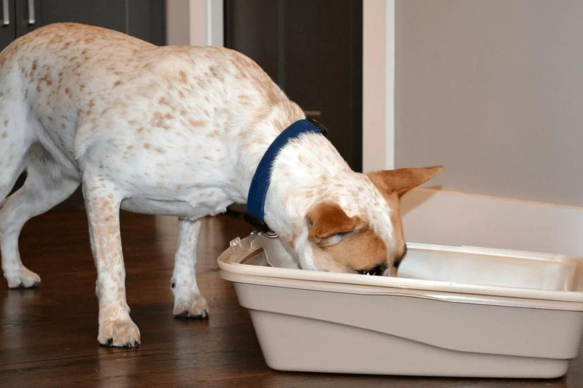 Dog eating cat poop from a floor level litter box