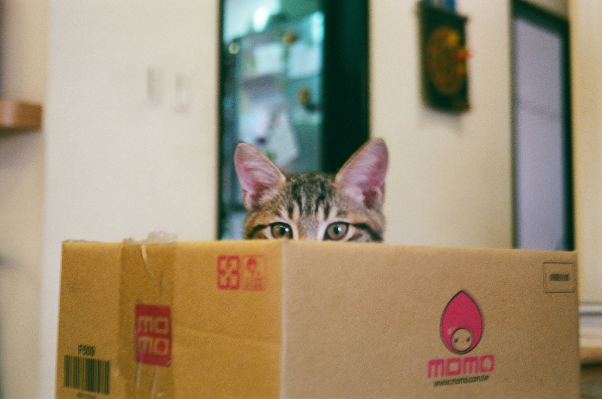 Why Cats Are So Funny?