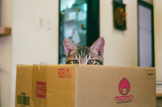 Why Cats Are So Funny?