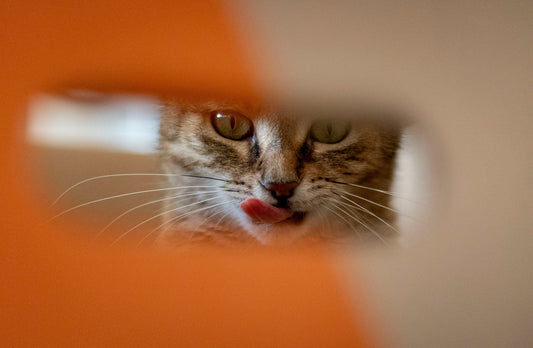 Cat Pooping Outside the Litter Box