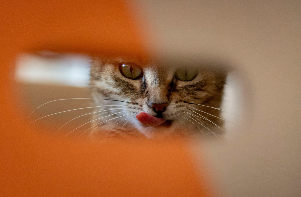 Cat Pooping Outside the Litter Box