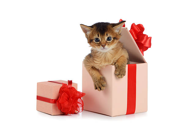 best gifts for cat lovers