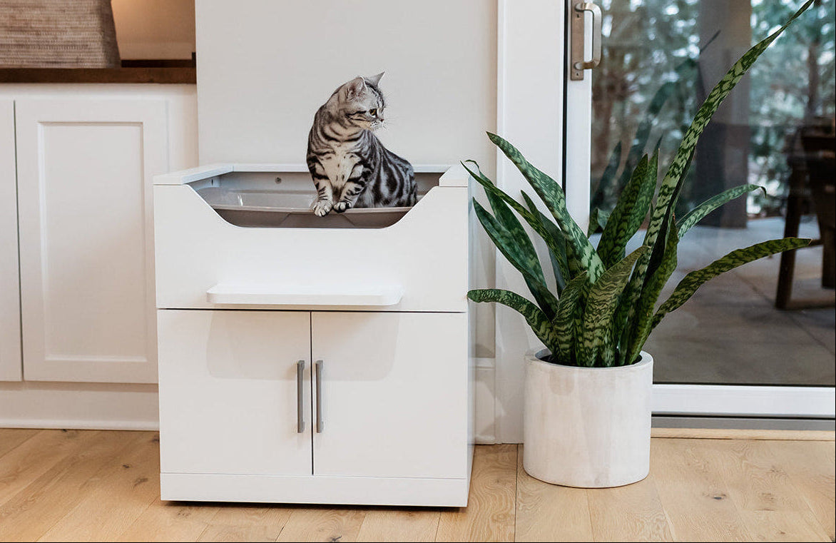 big lots cat litter box Modkat XL Cat Litter Box, Black, Best Large Cat Litter Box