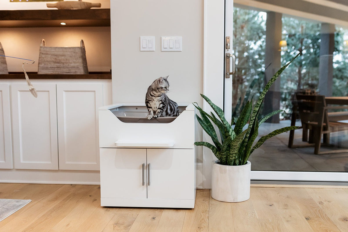 best alternative to self cleaning litter boxes