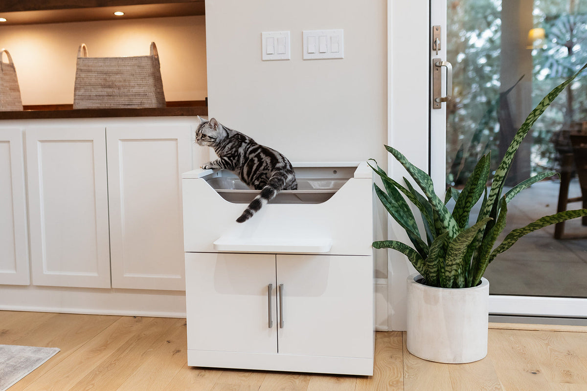 how to control litter box odor naturally