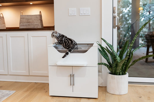 how to control litter box odor naturally