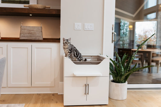 cat standing in a dog proof cat litter box