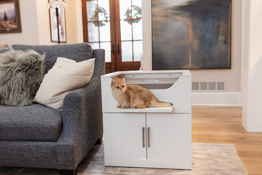 modern cat litter box setup designed for simple and accessible daily care