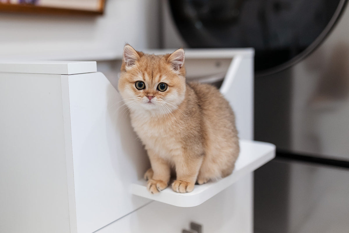 Do Cats Really Have Nine Lives