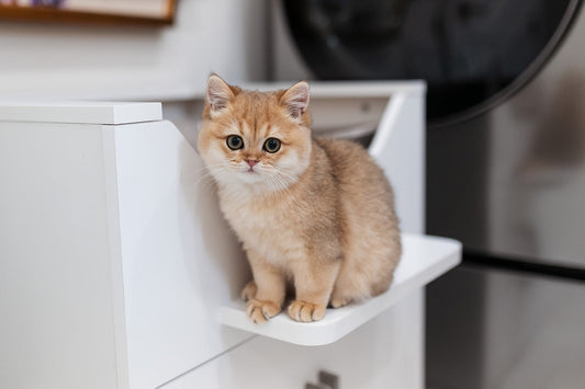 Do Cats Really Have Nine Lives