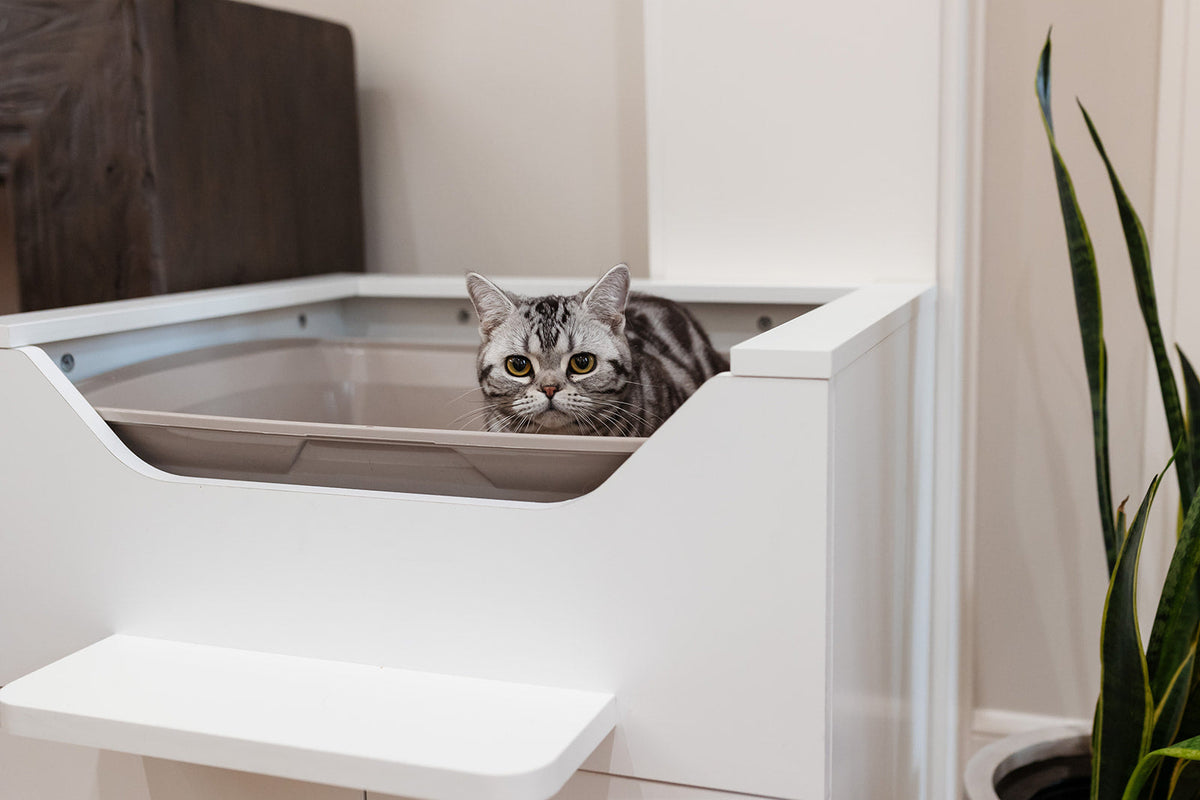 Why Is My Cat Not Using the Litter Box