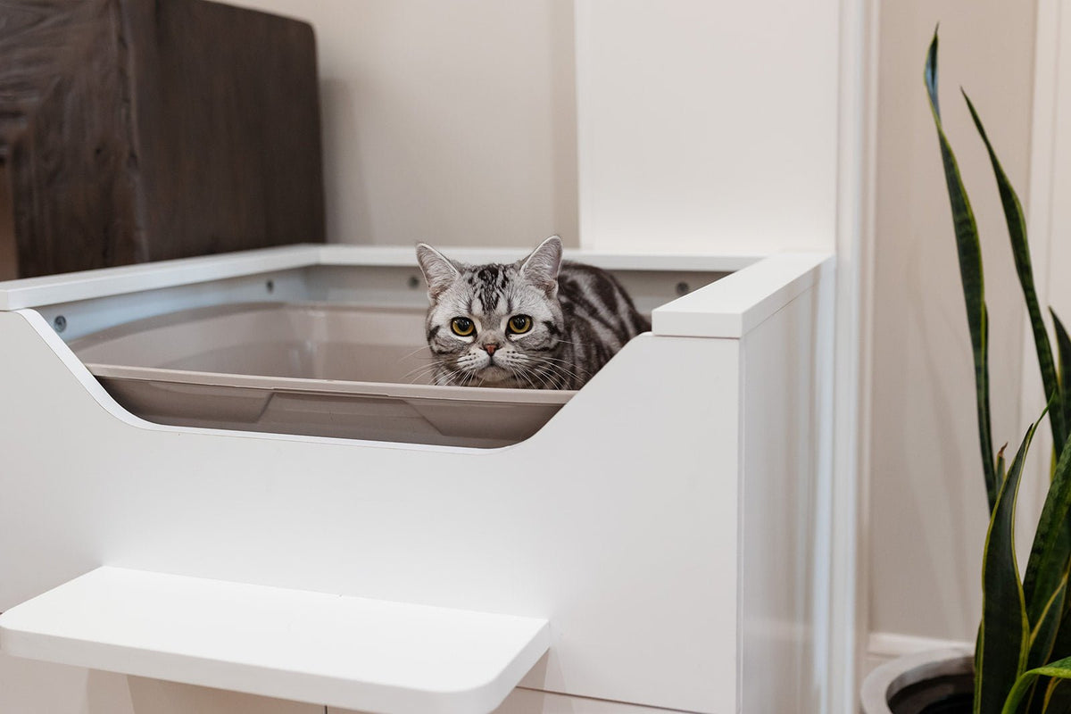 Why Is My Cat Not Using the Litter Box