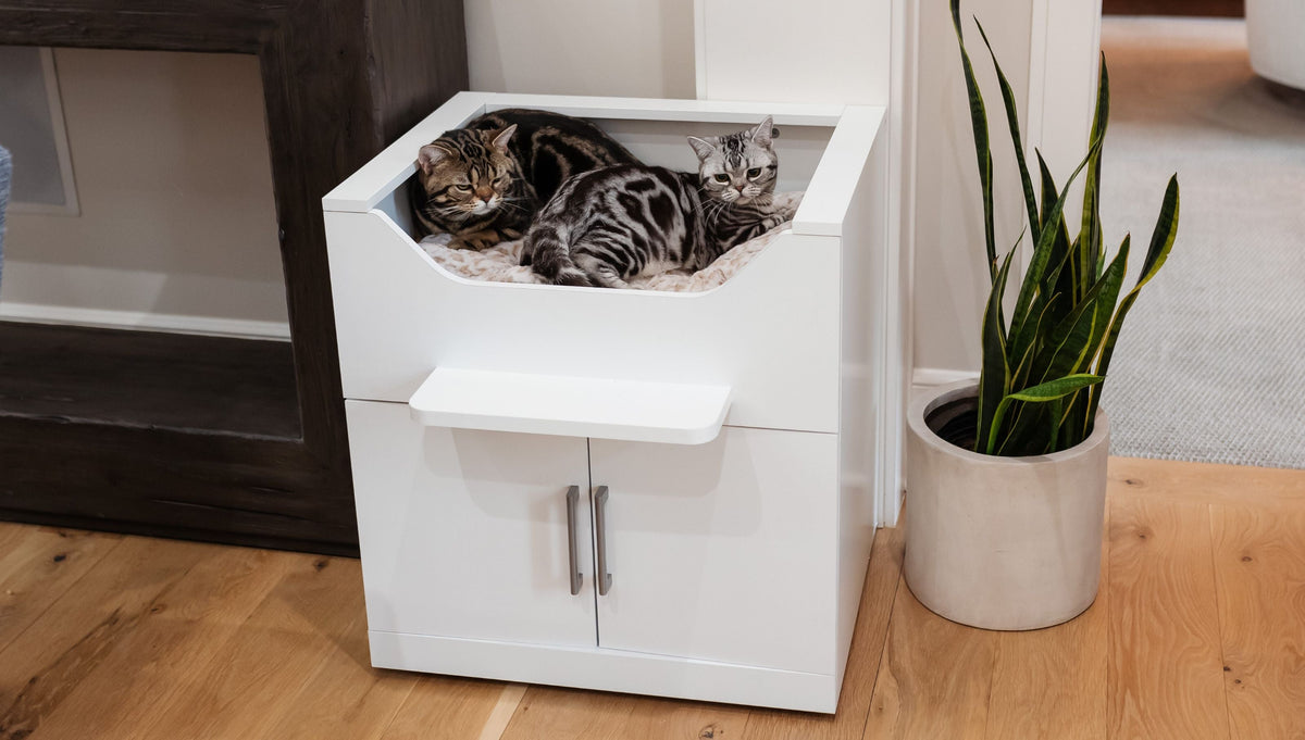 why do cats sleep so much