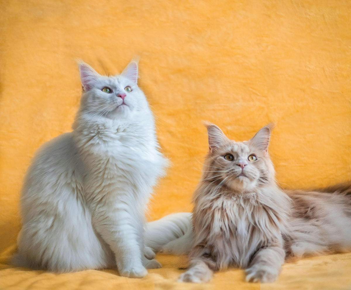 Popular Cat Breeds