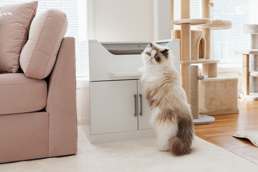Cat Litter Box Solution