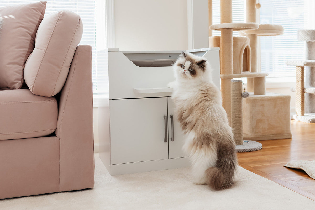 Cat Litter Box Solution