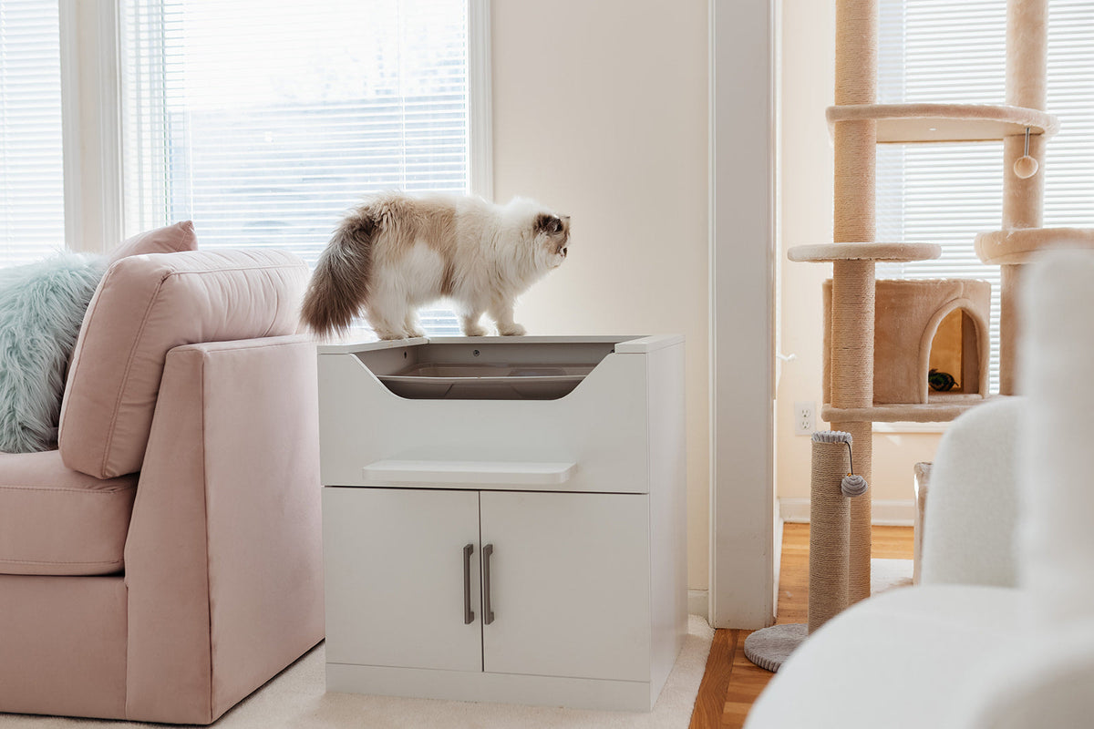 how much litter should you put in the box