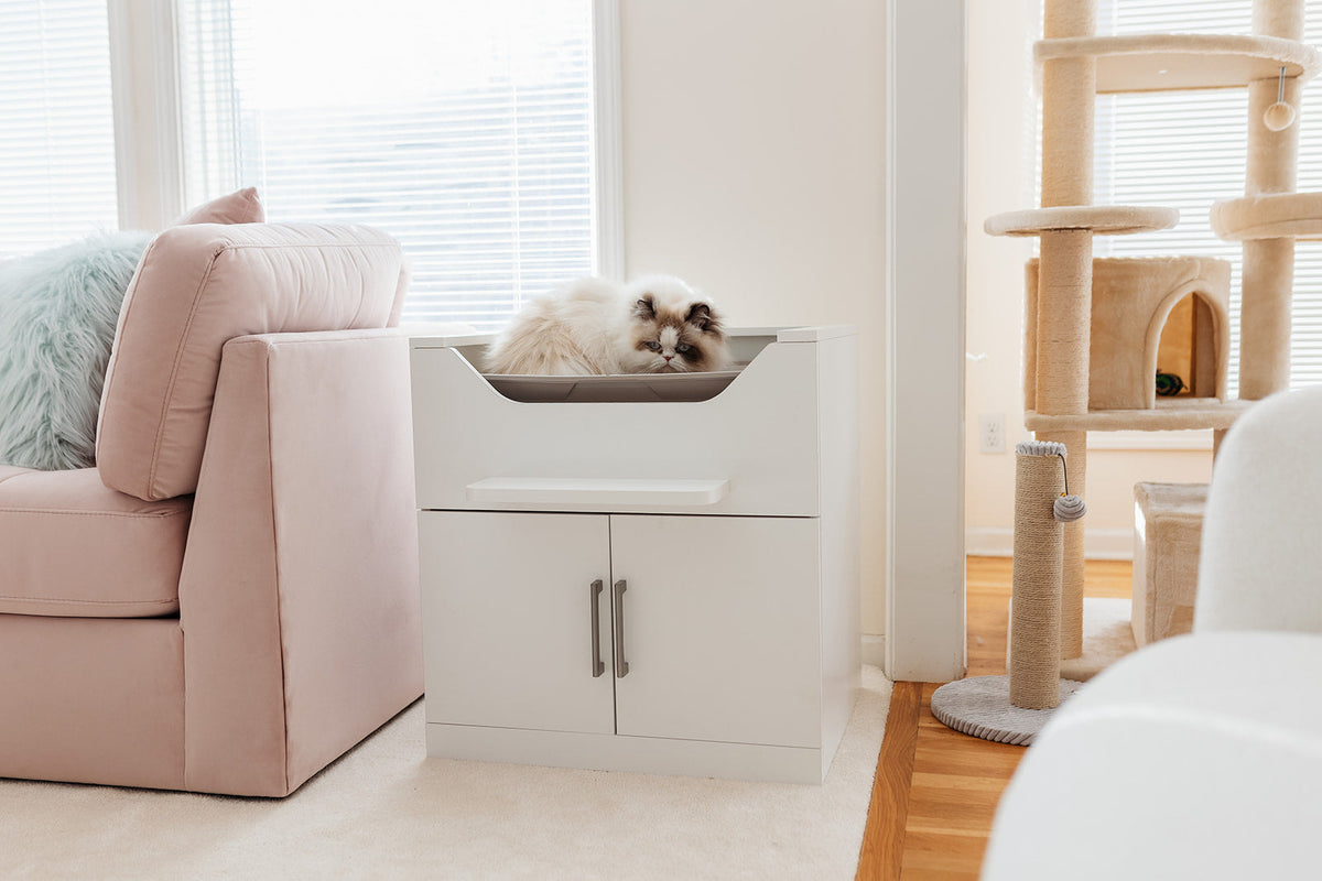 why does my cat stare at me