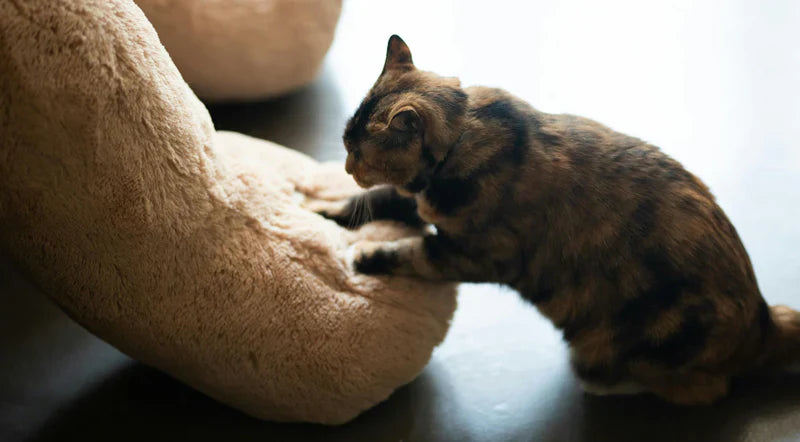 Why Do Cats Knead? Understanding This Common Cat Behavior